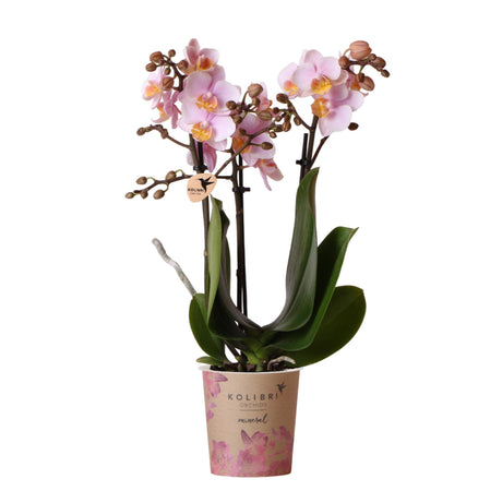 Livraison plante Orchidée Phalaenopsis rose - Andorra - plante d'intérieur fleurie