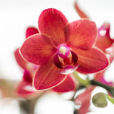 Livraison plante Orchidée Phalaenopsis Rouge avec Pot Céramique