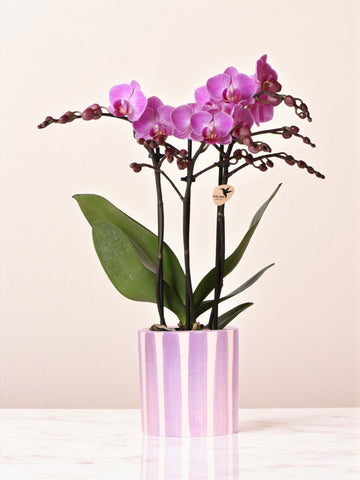 Lilla phalaenopsis orkidé 'Vienna' + lilla stribet potte