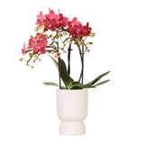 Livraison plante Orchidée Rouge Congo avec Pot Diamond Pearl