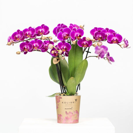 Livraison plante Orchidée violette et son cache - pot - h35cm, Ø9cm