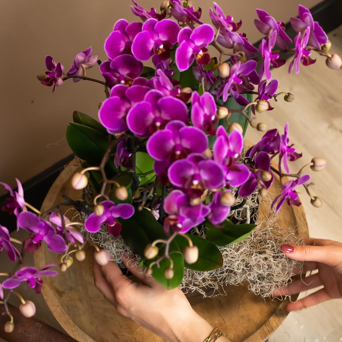 Livraison plante Orchidée violette et son cache - pot - h35cm, Ø9cm