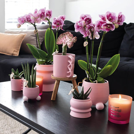 Livraison plante Orchidées Phalaenopsis rose violet - Lot de 2