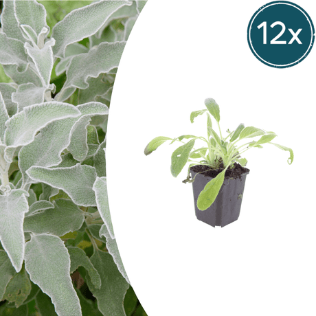 Livraison plante Oreille d'ours byzantine
