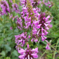 Bjørneøre (Stachys Monieri) 'Hummelo'