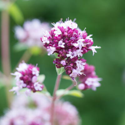 Purpur Oregano (Origanum laevigatum) 'Herrenhausen'