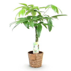 Livraison plante Pachira aquatica et panier H65 cm