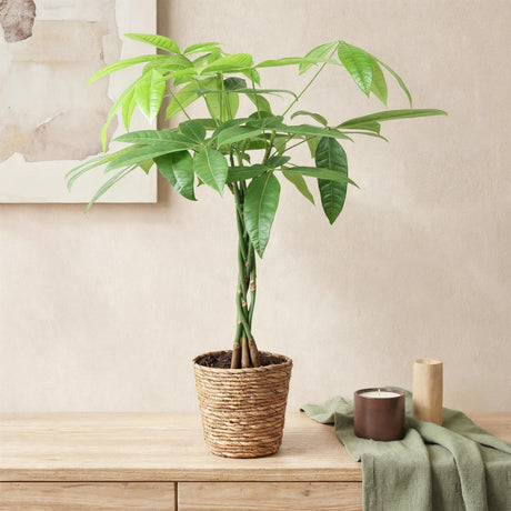 Livraison plante Pachira aquatica et panier H65 cm