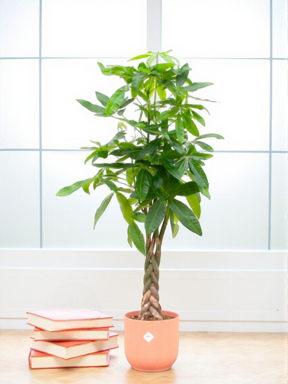 Livraison plante Pachira Aquatica et son pot