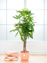 Livraison plante Pachira Aquatica et son pot