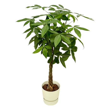 Livraison plante Pachira Aquatica inclusief elho Greenville Round wit - 160cm - Ø30