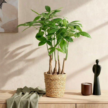 Livraison plante Pachira Aquatica multi - tiges