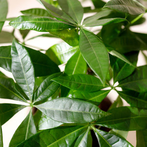 Livraison plante Pachira Aquatica multi tiges et panier H55 cm