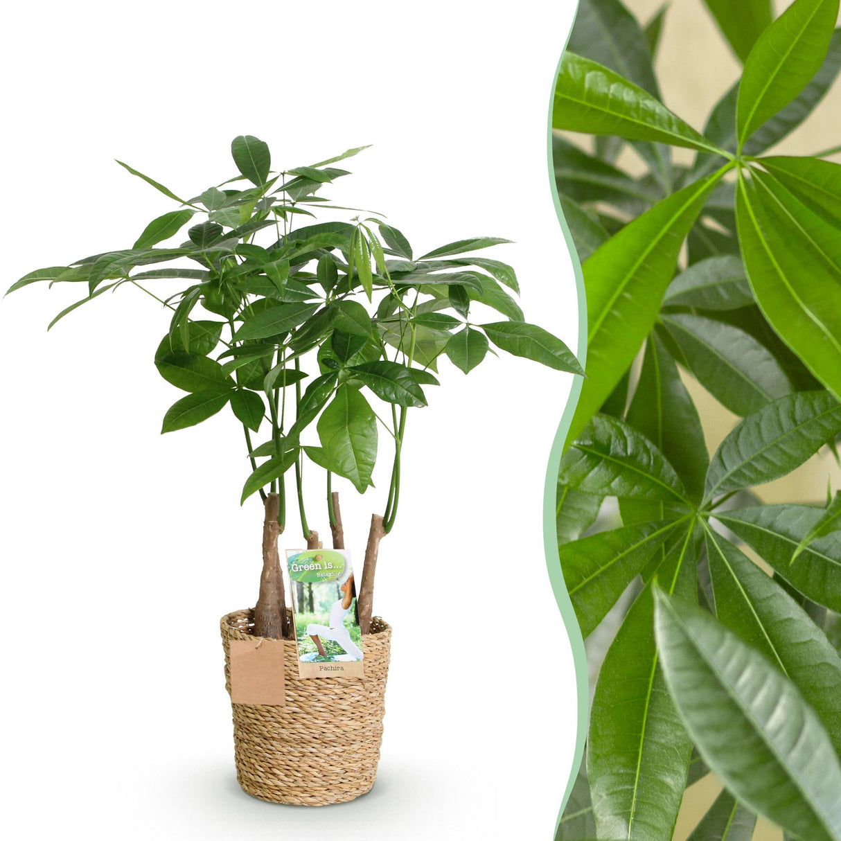 Livraison plante Pachira Aquatica multi tiges et panier H55 cm