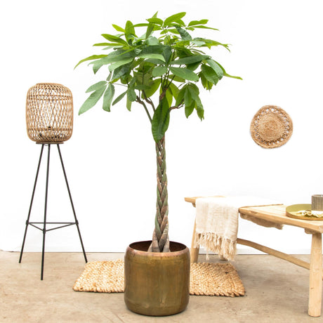 Livraison plante Pachira Aquatica tressé - 160cm - ø27