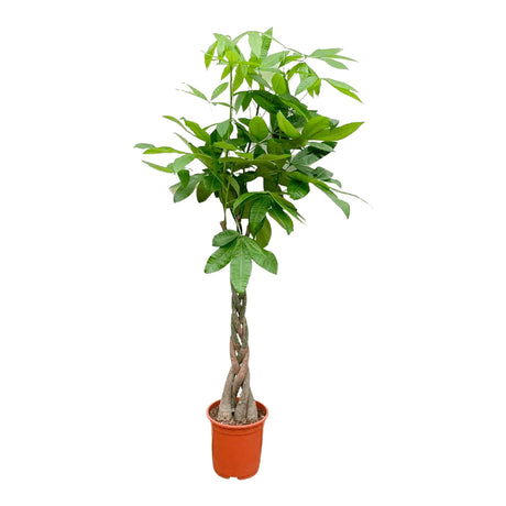 Livraison plante Pachira Aquatica tressé - 160cm - ø27