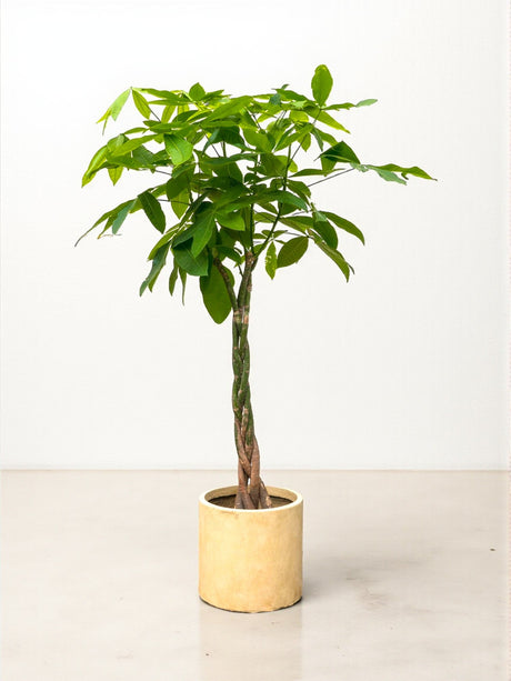 Livraison plante Pachira Aquatica tressé