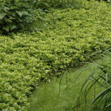 Livraison plante Pachysandra term. 'Green Carpet'