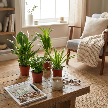 Livraison plante Pack 4 plantes dépolluantes