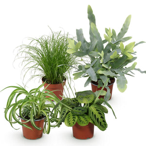 Livraison plante Pack 4 plantes dépolluantes