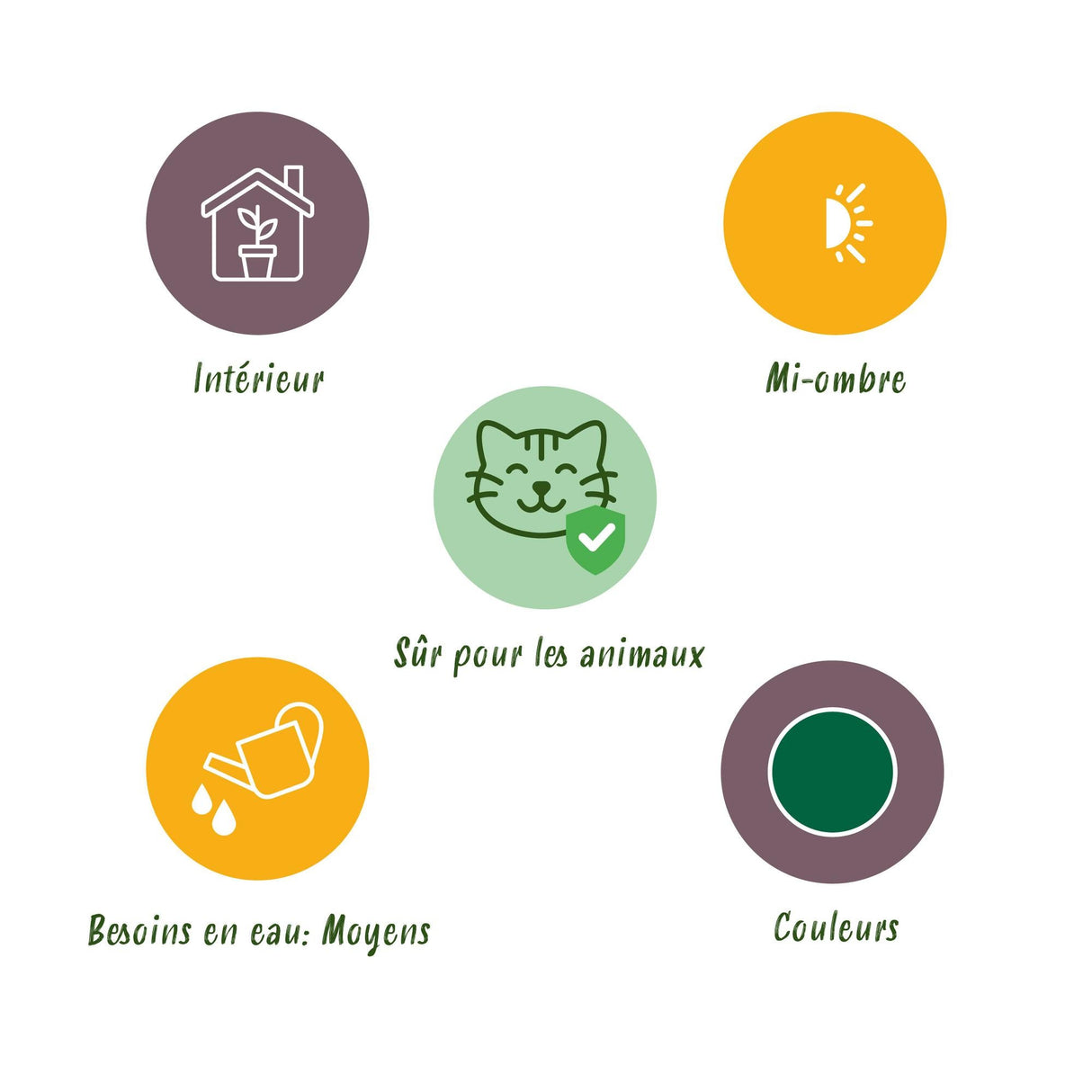 Livraison plante Pack 4 plantes pets friendly