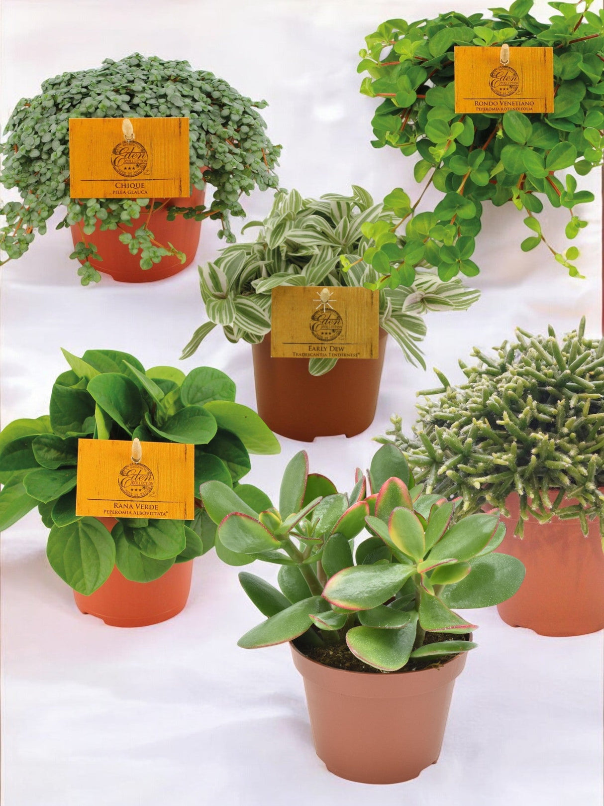 Livraison plante Pack de 6 plantes mignonnes