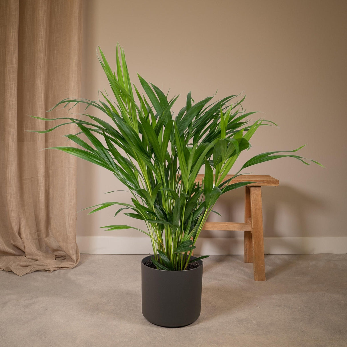 Livraison plante Palmier Areca