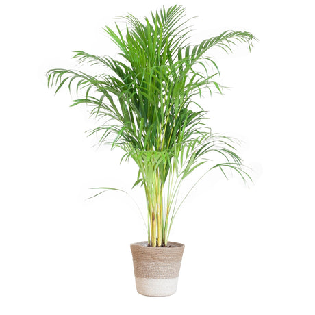 Livraison plante Palmier Areca et son pot