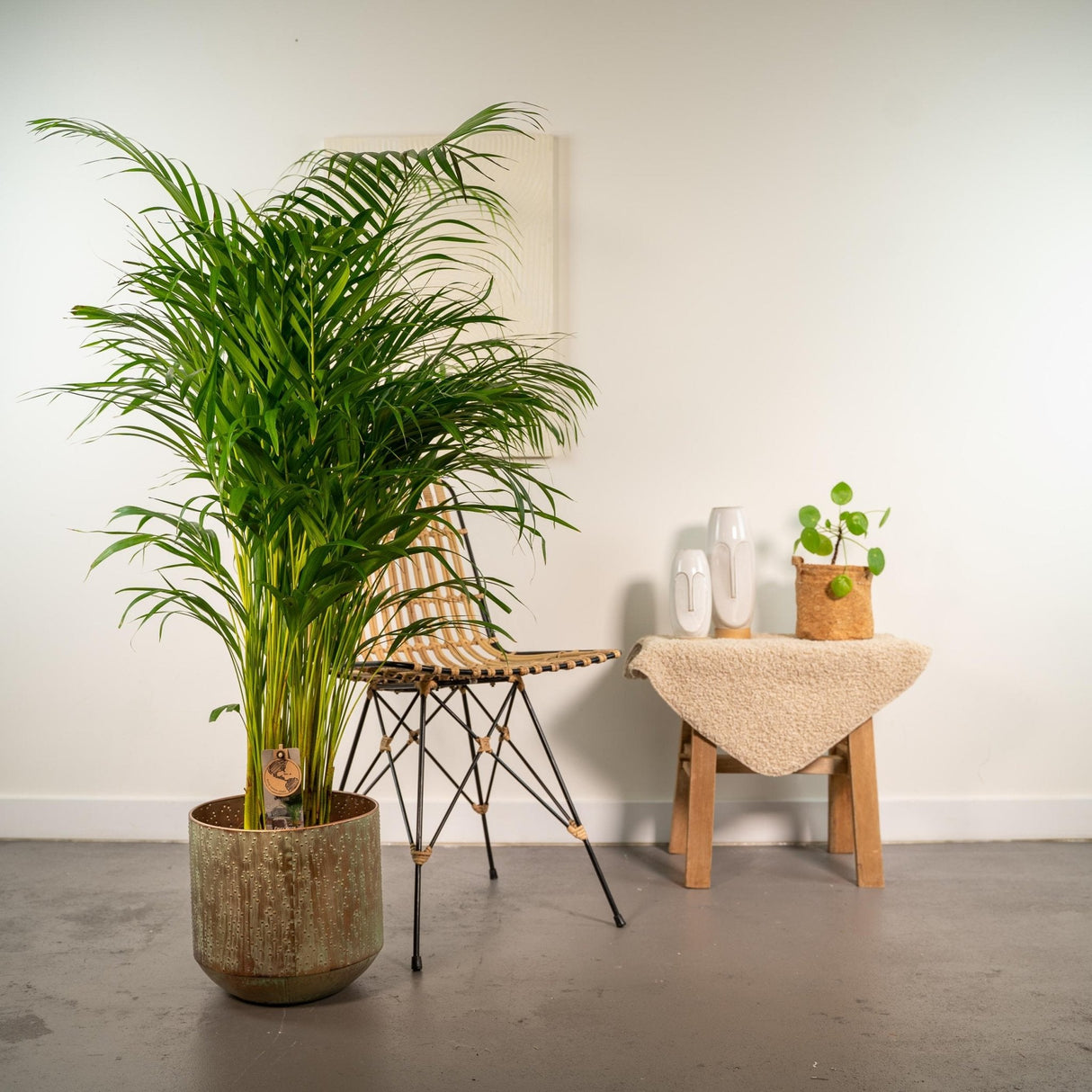 Livraison plante Palmier Areca XL et son cache h130cm