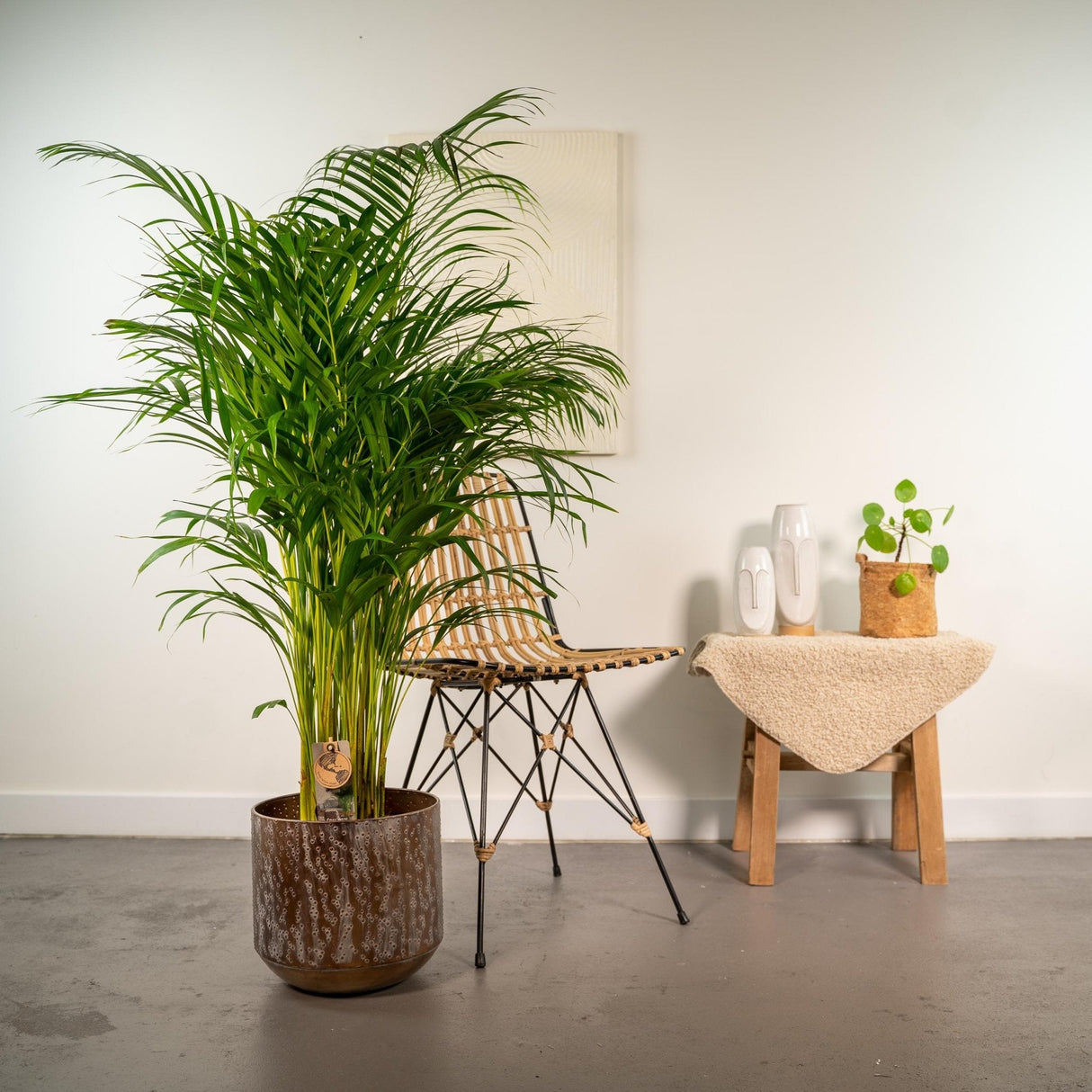 Livraison plante Palmier Areca XL et son cache h130cm