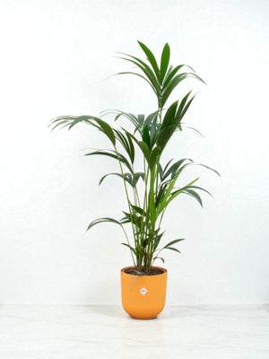 Livraison plante Palmier Kentia 160cm et son pot