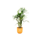 Livraison plante Palmier Kentia 160cm et son pot