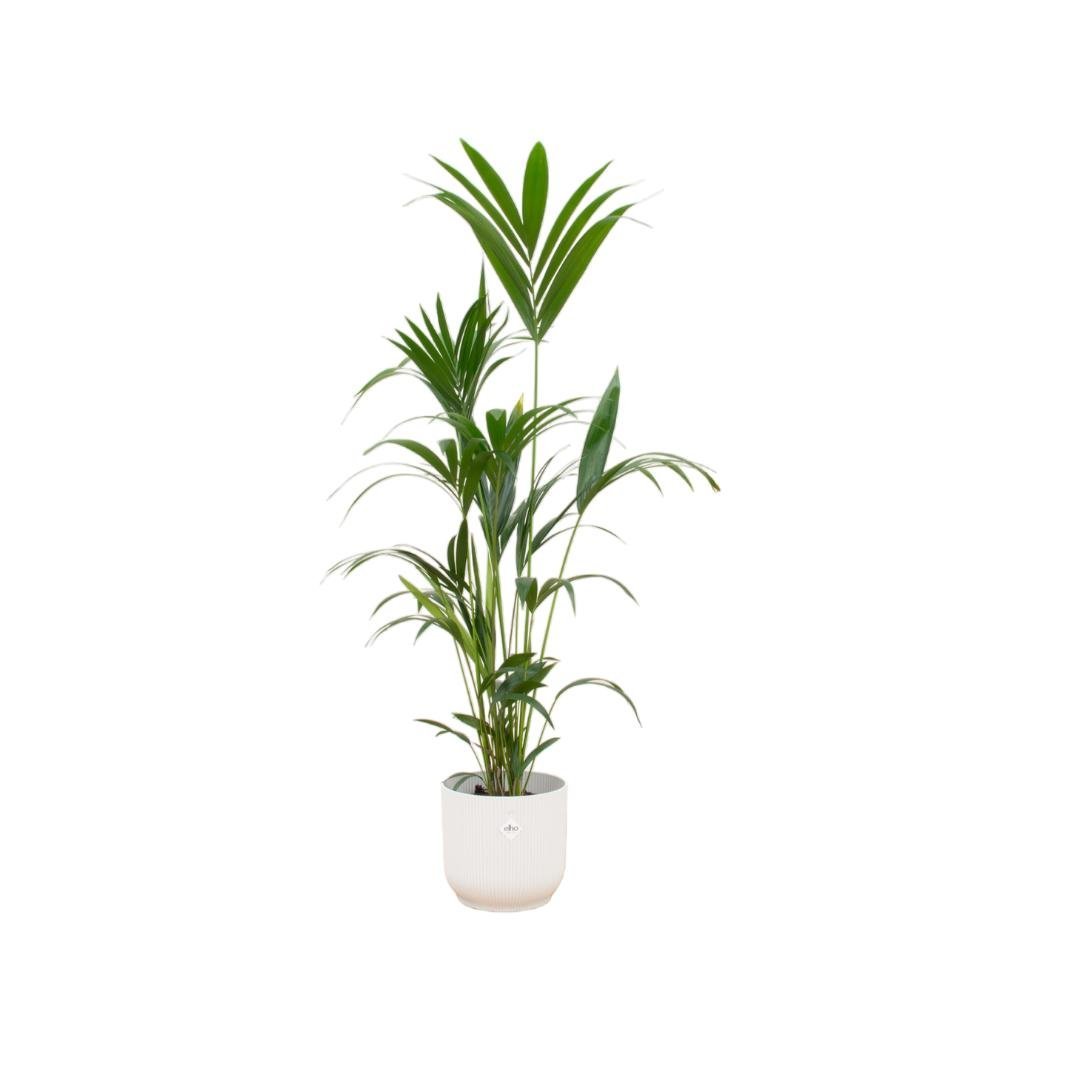 Livraison plante Palmier Kentia 160cm et son pot