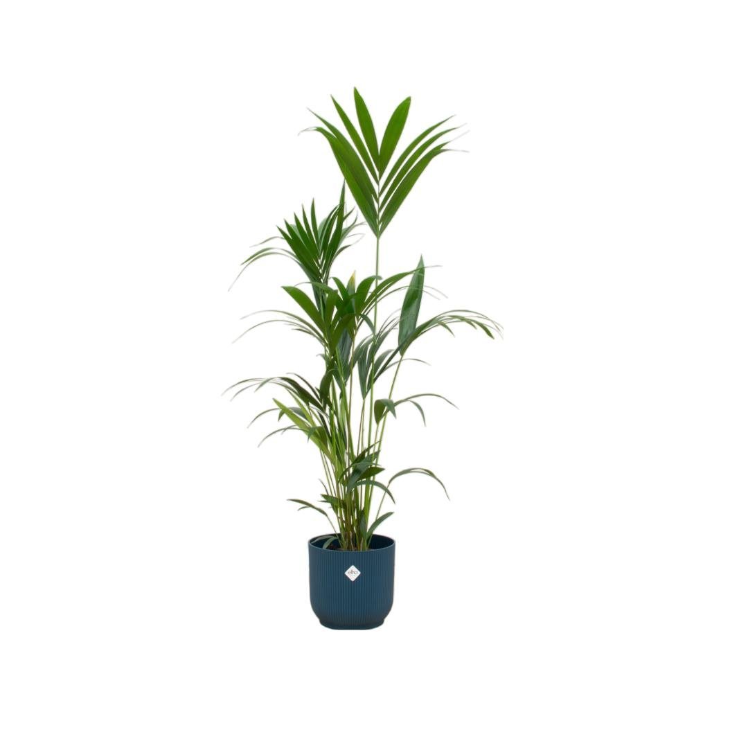 Livraison plante Palmier Kentia 160cm et son pot