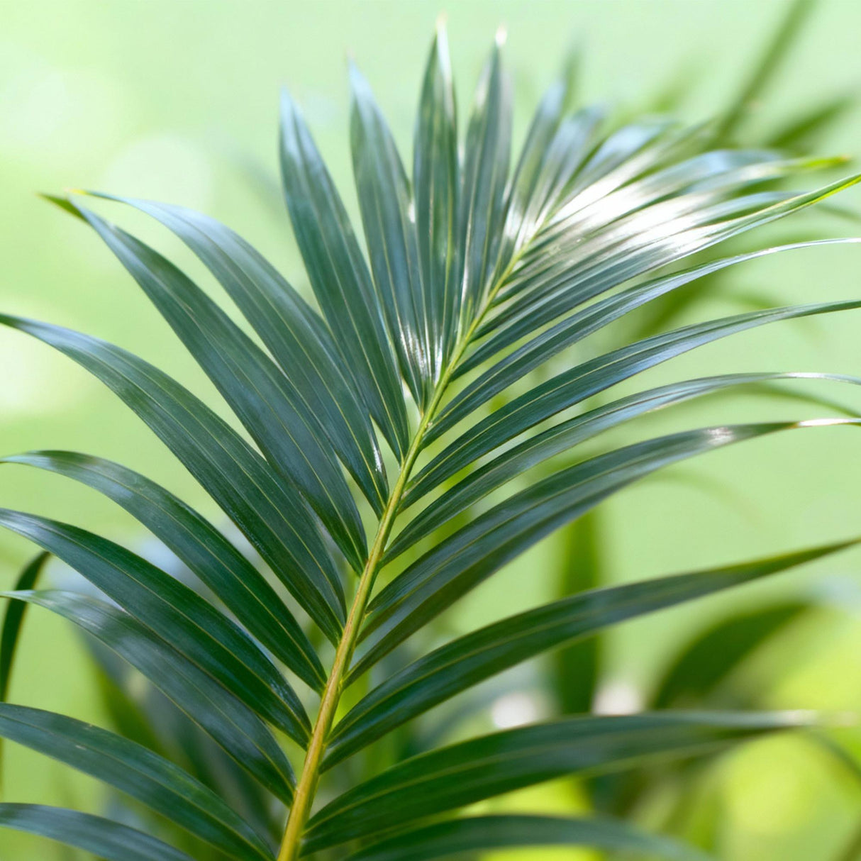 Livraison plante Palmier Kentia Forsteriana d27cm H160 cm