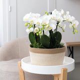 Livraison plante Panier de coton avec 3 orchidées roses et 3 Rhipsalis