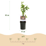 Livraison plante Passiflore Anastasia – Lot de 2 – Pot 11 cm – Hauteur 40 cm