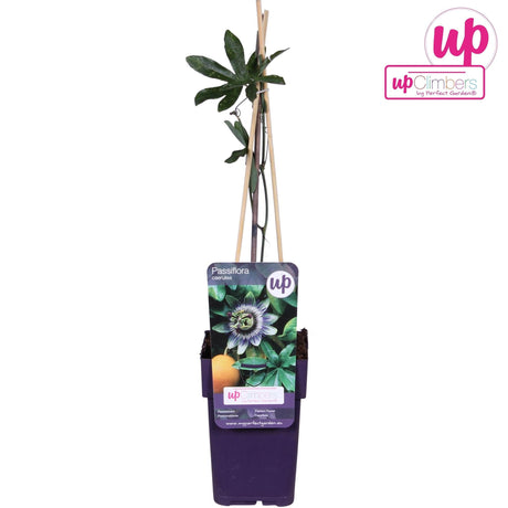 Livraison plante Passiflore Caerulea - plante d'extérieur grimpante fleurie