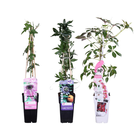 Livraison plante Passiflore 'mix' lot de 3 - ↨65cm - Ø15 - plante fleurie grimpante