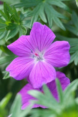 Livraison plante Pelargonium Tiny Monster