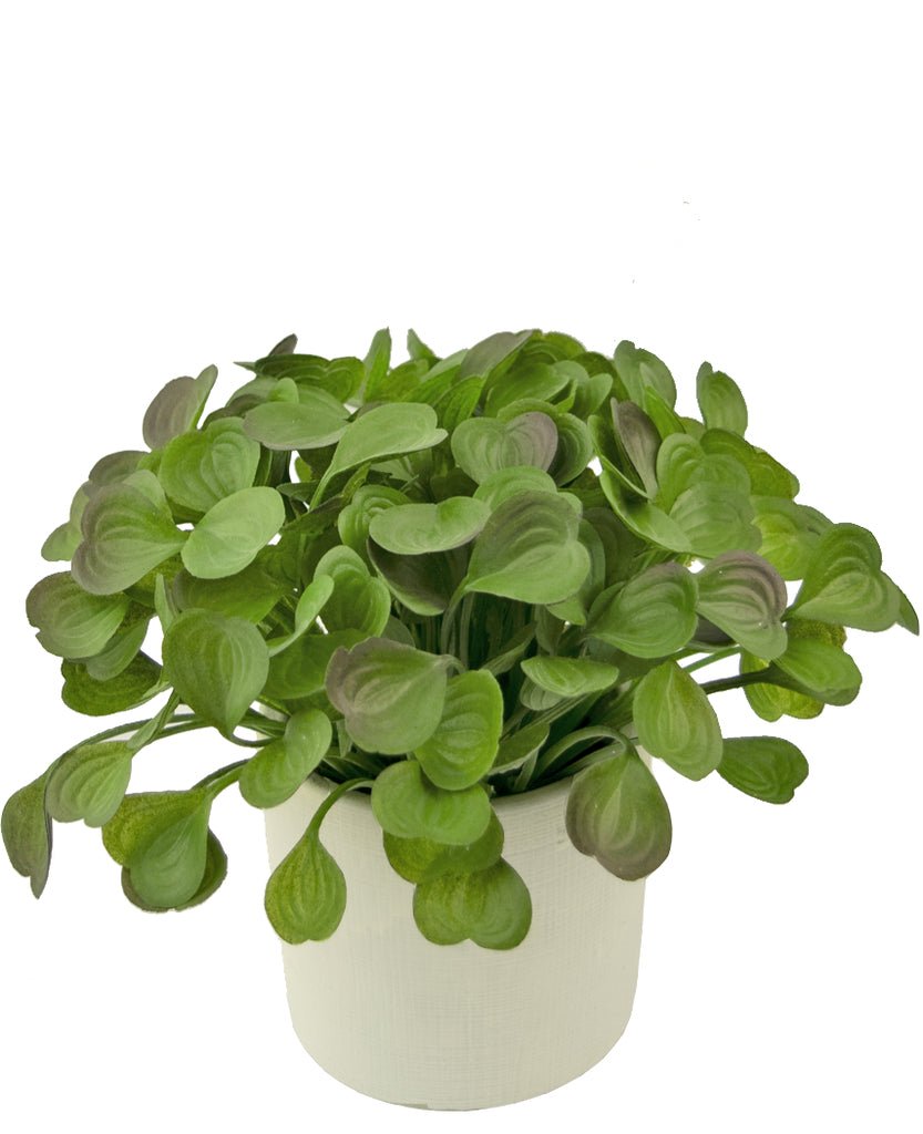 Livraison plante Peperomia - Plante verte artificielle