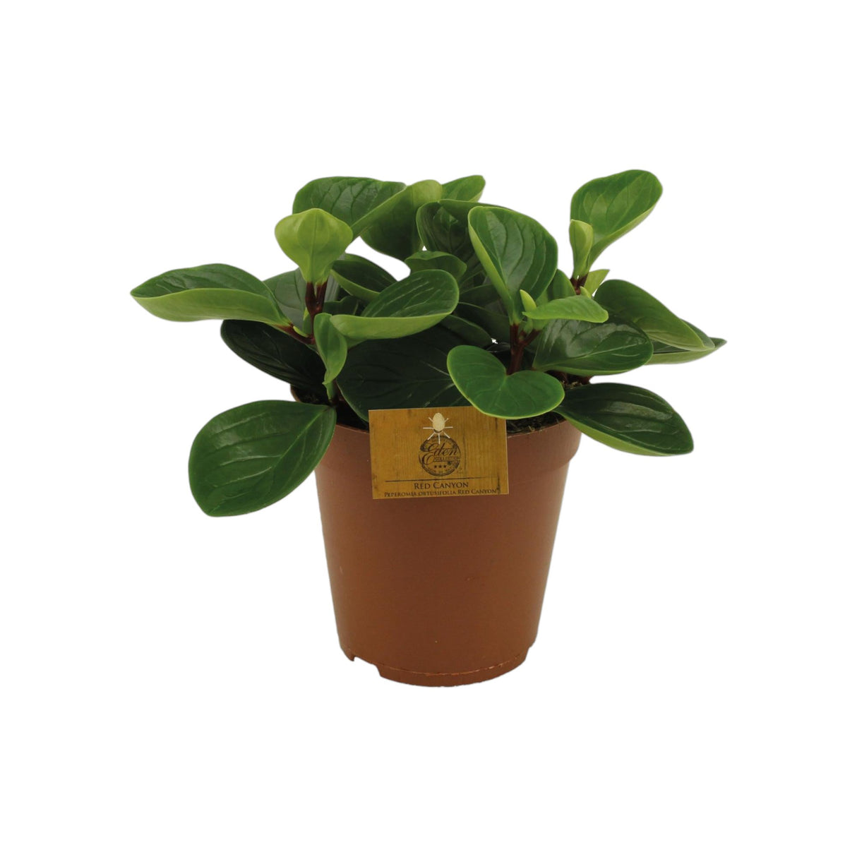 Livraison plante Peperomia Red Canyon