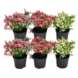 Livraison plante Pernettya mucronata - Lot de 6