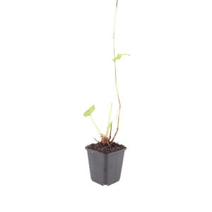 Livraison plante persicaria suberba