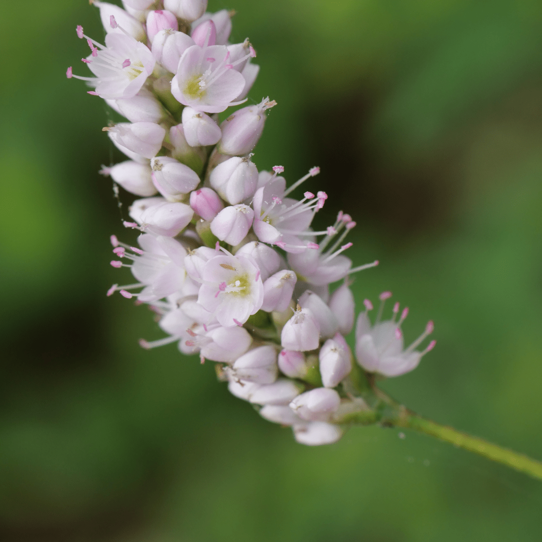 Livraison plante Persicaria superba