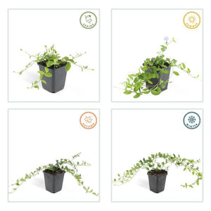 Livraison plante Petite Pervenche (Vinca minor)