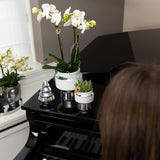 Livraison plante Phalaenopsis amabilis avec pot argenté Le Chic