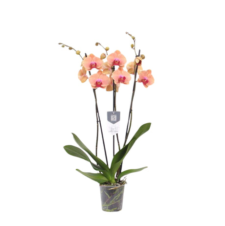 Livraison plante Phalaenopsis Carribean Dream