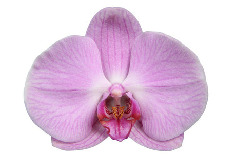 Livraison plante Phalaenopsis Elion