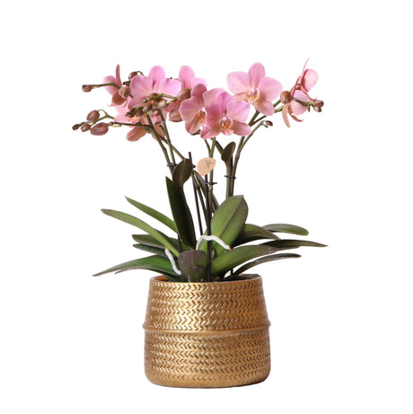 Livraison plante Phalaenopsis rose Trévise en pot doré Groove